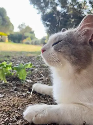 Animal ou animaux domestique(s) séjournant avec des clients dans l'établissement Les Oliviers CENTURI-PORT