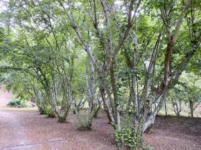 Jardin de l'établissement Maison au calme piscine mer au coeur de la nature U Nuciolu