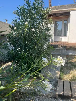 Jardin de l'établissement Helles freundliche Ferienhaus für Naturisten FKK auf Korsika