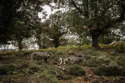Animaux dans le B&B/chambre d'hôtes ou à proximité