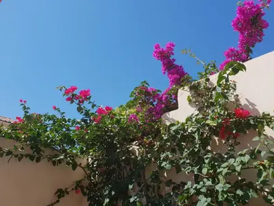 Jardin de l'établissement appartement vue mer montagnes et citadelle casa di a murza Calvi