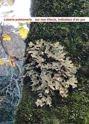 Plan de l'établissement Le Vizzavona