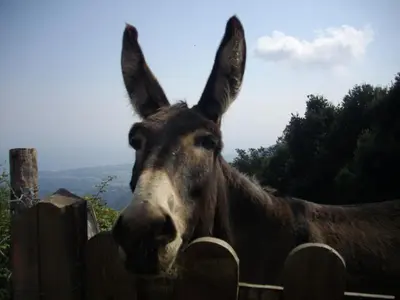 Animaux dans l'appartement ou à proximité
