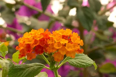 Jardin de l'établissement Hôtel A casa di Maria Cicilia