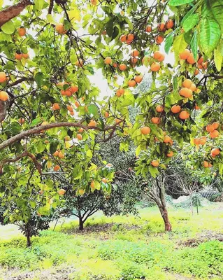 Jardin de l'établissement Gite Libecciu