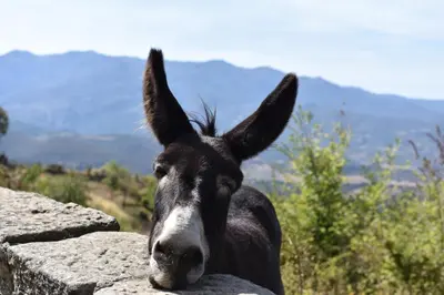 Animaux dans l'appartement ou à proximité