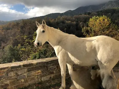 Animaux dans la villa ou à proximité