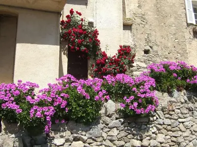 Jardin de l'établissement Vos vacances à Lama France Corse