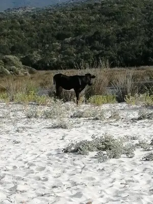 Animaux dans la maison de vacances ou à proximité